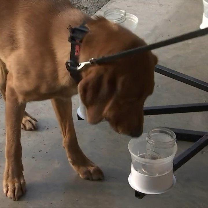 Meet Walker County's New Accelerant Detection Canine Team